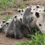 el-tlacuache-medios-focus-0-0-696-464