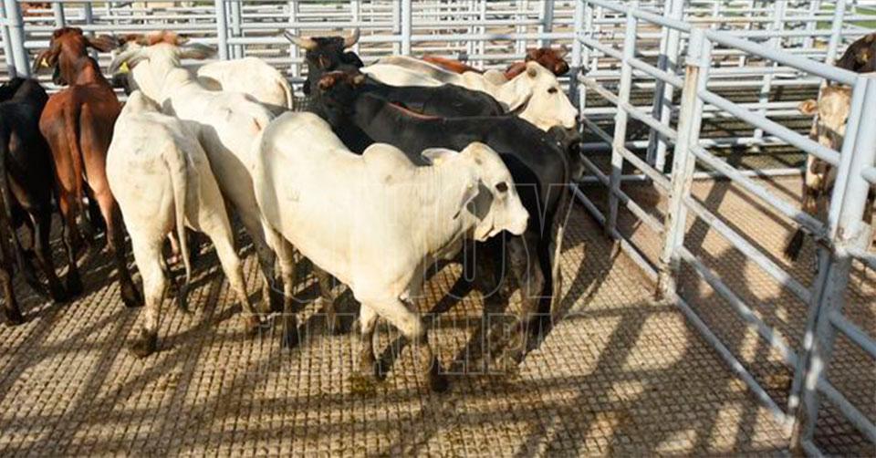 Trabaja-Mexico-para-proteger-la-ganaderia-del-gusano-barrenador-y-establecer-un-flujo-comercial-de-ganado-seguro