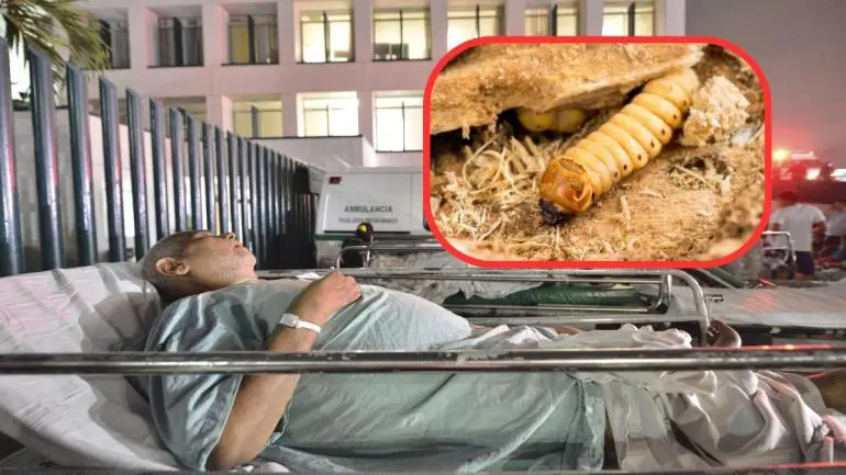 ssa_confirma_primer_caso_humano_de_miasis_por_gusano_barrenador_en_mexico