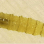 gusano-barrenador-1-125324