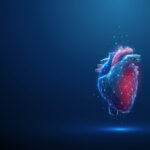 Abstract blue and red human heart. Heart anatomy