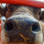 ciudad-reapertura-frontera-ganado-090856