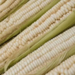 el_abasto_de_maiz_blanco_esta_asegurado_para_2025_sader