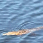 nino_cae_de_puente_y_es_devorado_por_cocodrilos_en_michoacan