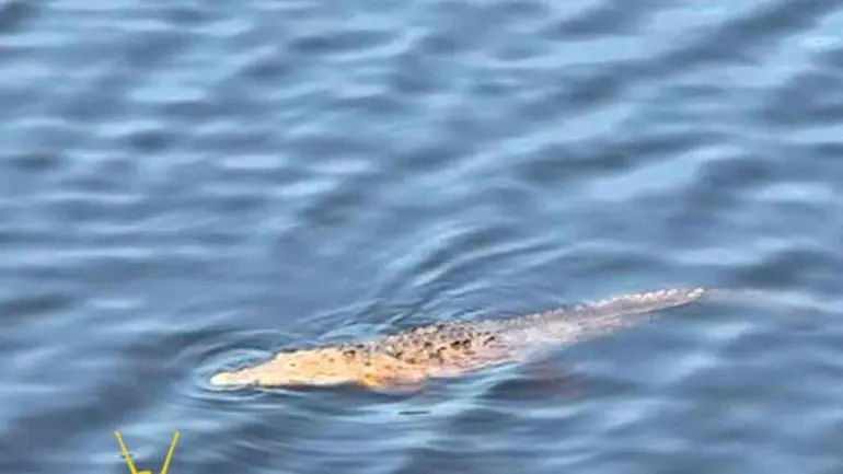 nino_cae_de_puente_y_es_devorado_por_cocodrilos_en_michoacan