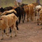 reuters-ganado-174453