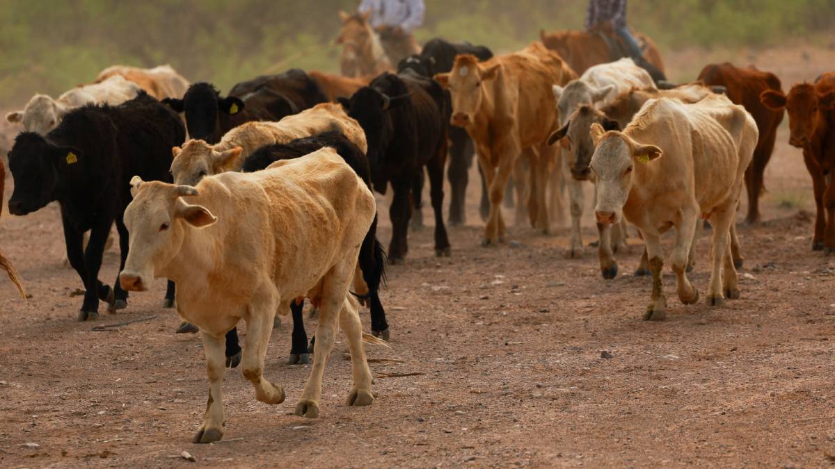 reuters-ganado-174453