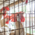 A hen living inside a battery cage on an intensive egg-production farm reaches up to drink from a water dispenser inside the cage she shares with several other hens. She must use her beak to apply pressure to the dispenser to make the water flow. Jhanjhro