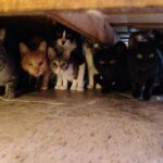 WhatsApp Image 2025-08-07 at 5.26.11 PM (2)