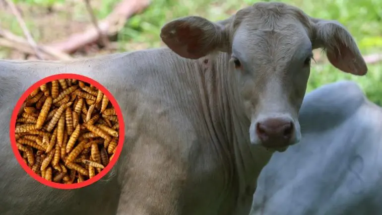 mexico_y_eu_acuerdan_plan_binacional_contra_gusano_barrenador