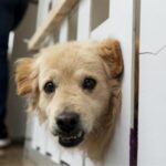 por-que-el-26-de-agosto-tambien-es-el-dia-del-perro