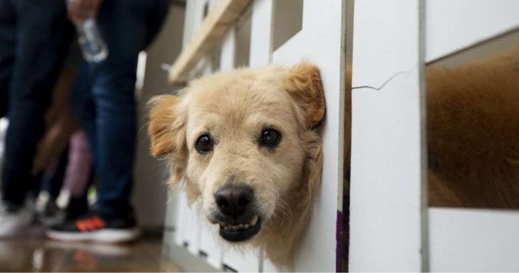 por-que-el-26-de-agosto-tambien-es-el-dia-del-perro