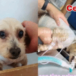 0ae65221-d32f-4a49-abc0-7eb2ab0f7225