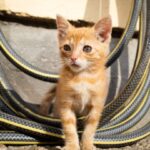 20-0056_Boehringer_AnimalCare_Cat_KittenOutdoor_RGB (1) corto