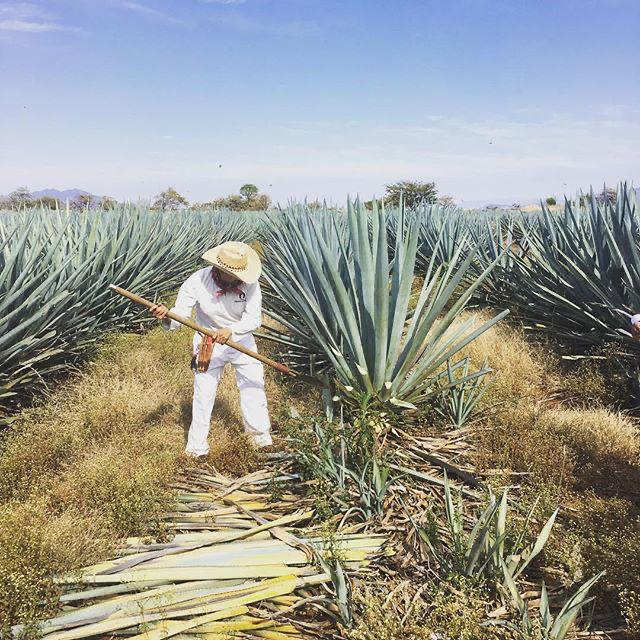 Agave