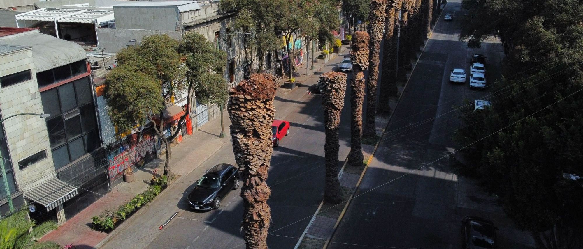 retirara-sedema-9-mil-plameras-cdmx_15_2000x856