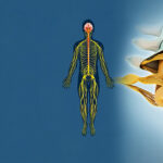 Human spinal cord, illustration.