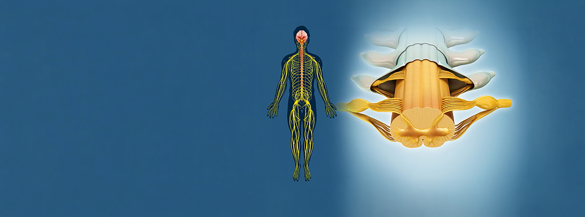 Human spinal cord, illustration.