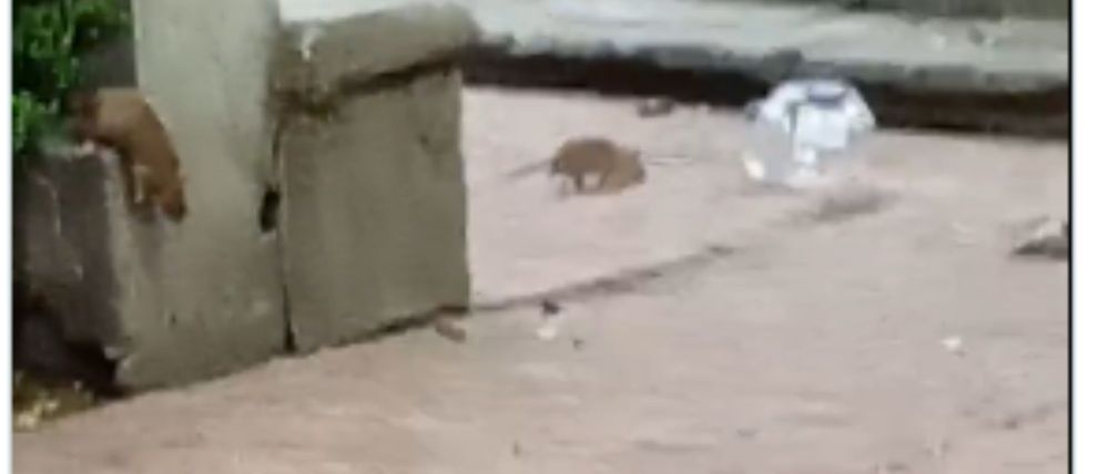 ratones_13_1000x428