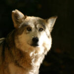 800px-Canis_lupus_baileyi-1-696×464