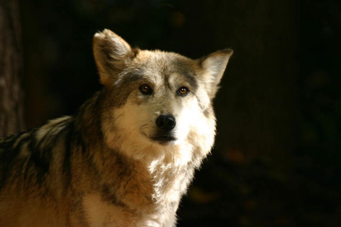 800px-Canis_lupus_baileyi-1-696×464