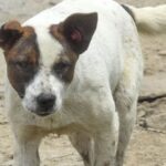 muere-perro-caer-piso-11-tlatelolco_13_1000x428