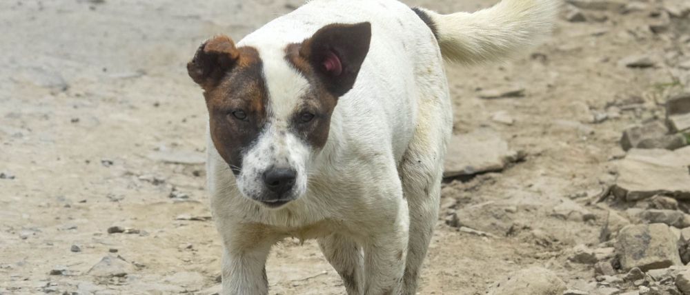 muere-perro-caer-piso-11-tlatelolco_13_1000x428