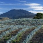 Agave_1