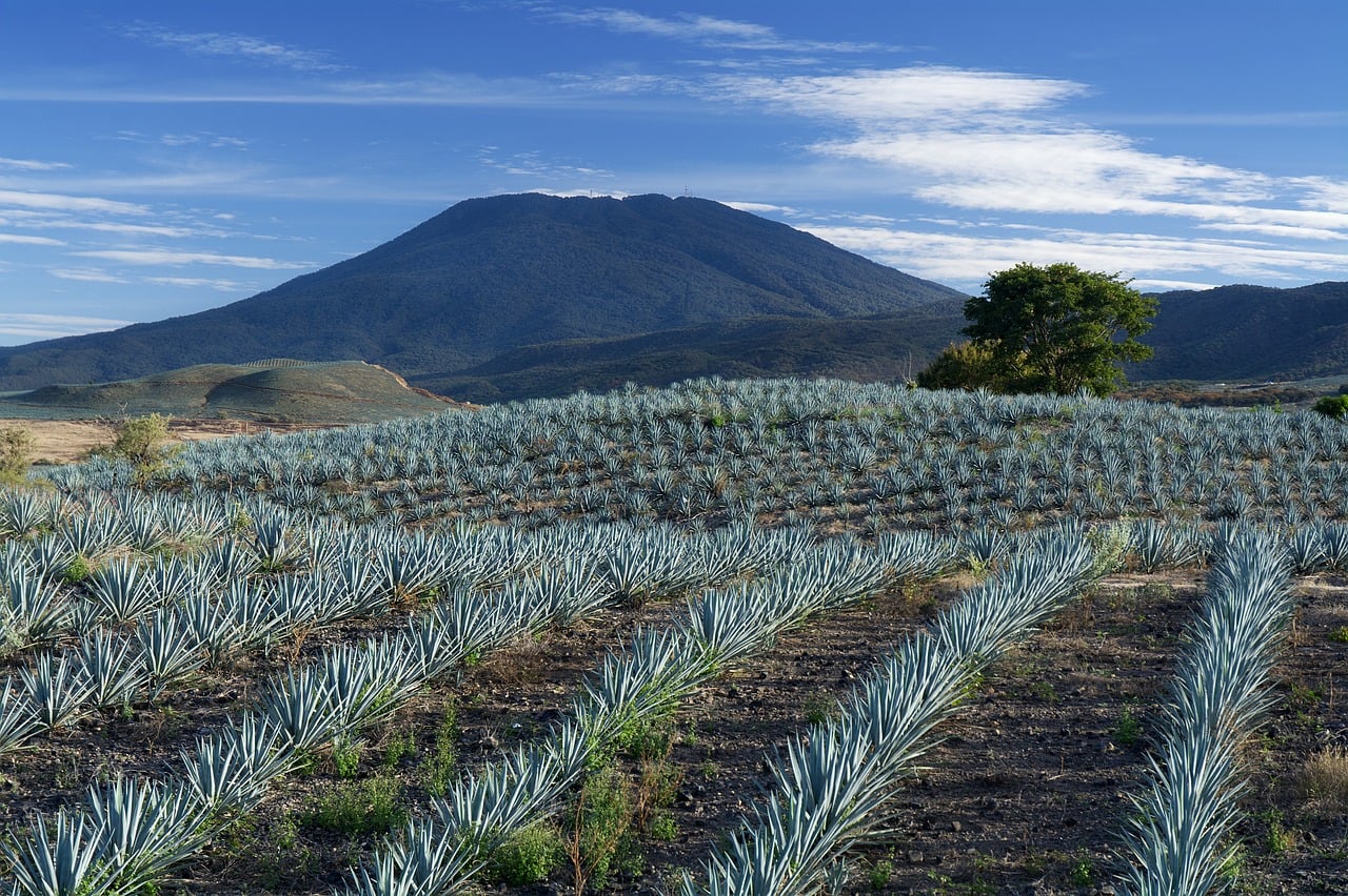 Agave_1
