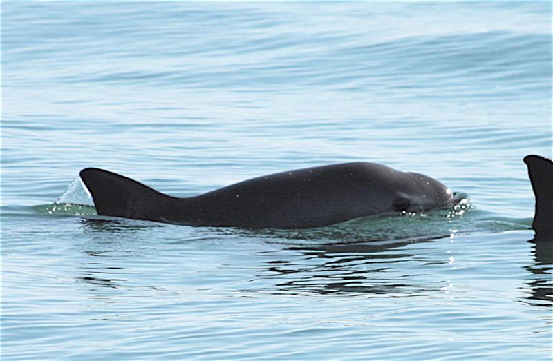 vaquita-mexico